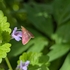 Ottawa Region Garden Critters 2026 icon