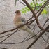 Diversity of perching birds across Uttar Pradesh and NCT of Delhi, India icon