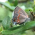 Lepidoptera of Kentucky icon
