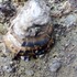 Severn Estuary Marine Non-Native Species icon