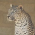 Biodiversity of West Asia icon