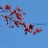 Flora of Uttar Pradesh and NCT of Delhi, India. icon