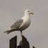 Glaucous-winged Gull Hybrid Tracker icon