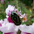 Pollinator Party: 8 - 16 Nov 2025 icon