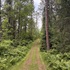 Flora and Fauna of Northern Minnesota icon