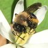 Hymenoptera (Bees, Wasps, Bumblebees) of Kentucky icon