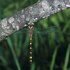 Odonata (Dragonflies and Damselflies) of Kentucky icon