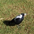 Sick, Injured and Deceased Wildlife - Western Australia icon