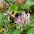 Ohio Bumble Bees icon
