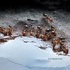 Ant Diversity of Uttar Pradesh and NCT of Delhi, India. icon