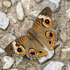 Charleston Butterfly Blitz 2026 icon
