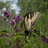 2026 Fall Coastal Georgia Butterfly Count icon