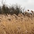 FCC Guelph Phragmites BioBlitz icon