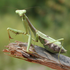 Biodiversity of Spain icon