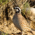 Wiregrass Bobwhite Project icon