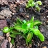 Plantas carnivoras de Xalapa icon