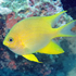 Fish Watch, Dolphin House Reef, Moalboal icon