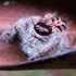 Spiders of Borneo icon