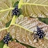 Roanoke Tree of Heaven/Spotted Lanternfly Eradication icon