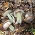 Gljive / Fungi - Zagreb i okolica icon