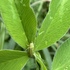 Insect species of Cabell County, WV icon