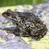 Lebensraum Alpen 2011 icon