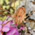 Lebensraum Alpen 2013 (Gruppe II) icon