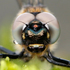 Lebensraum Alpen 2014 (Gruppe II) icon