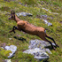Lebensraum Alpen 2015 (Gruppe I) icon