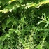 Cuyahoga Falls Plant Identification icon