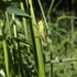 KCT Meadow Woods Meadow Survey '26 icon