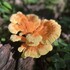 Fungi of Washtenaw County, MI icon