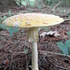 July Mushrooms/Slimemolds of NE Wisconsin icon