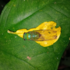 Cicadidae Guayas y Santa Elena icon