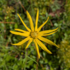 Showy Yellow Asters of the Greater Tallahassee Region icon