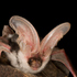 The Spotted Bat Project icon