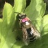 Native Bee Mark-Release-Recapture Projects in Illinois icon