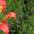 Firebush for Hummingbirds - Osceola County icon