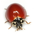 Ladybugs of South-Central U.S. icon