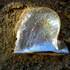 Trinbago Coastline BioBlitz icon