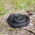 Reptiles and amphibians of the palaeartic icon