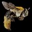 Sonoran Desert Native Bees icon