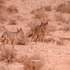 Tunisian Protected Area icon