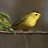 Birds of Plymouth, MA icon