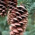 Alberta Trees and Shrubs (77 Species) icon