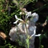 Stachys [Hedgenettles] of Africa icon