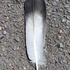 Found Feathers in Xalapa icon
