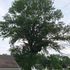 Illinois Big Tree Champion Register icon