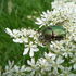 Native insects of Gloucestershire icon