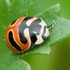 Lady Beetles of Atlantic Canada / Coccinelles des provinces de l&#39;Atlantique icon
